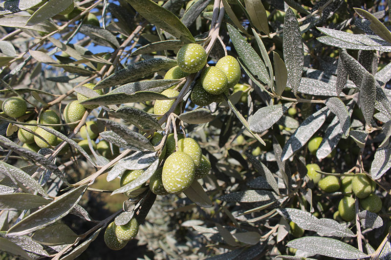Cueillette1-olive-var